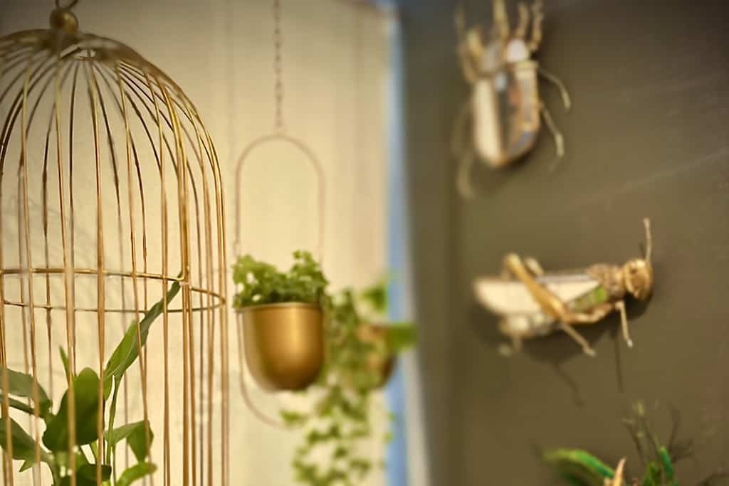 Photographie en plan zoomé, on appercoit en premier plan une cage dorée aves un plante à l'intérieur. Au loin un pot de fleur accroché au plafond. Et en arrière plan sur un mur accrochés, deux oeuvres représentant deux insectes dorés.