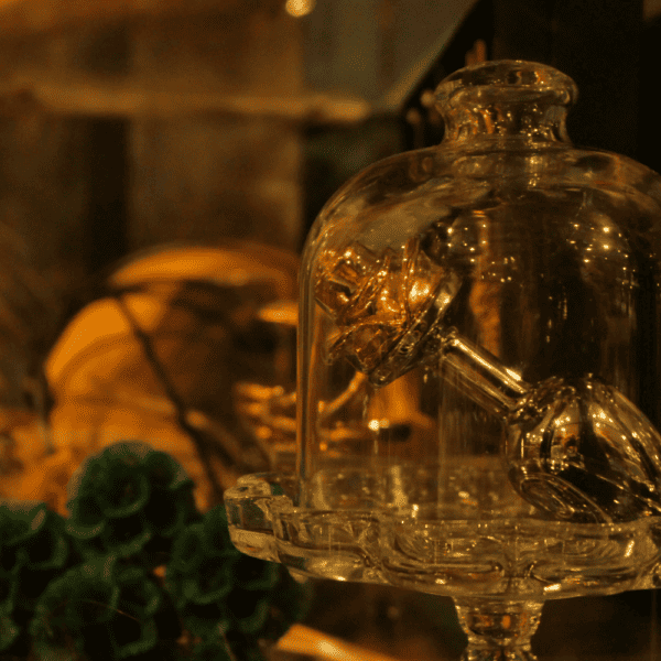 Plug Rose ,photographed in a showcase under a glass dome in plants under warm lighting