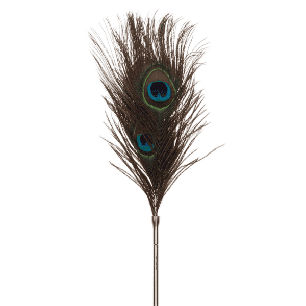 Photo of a peacock feather.