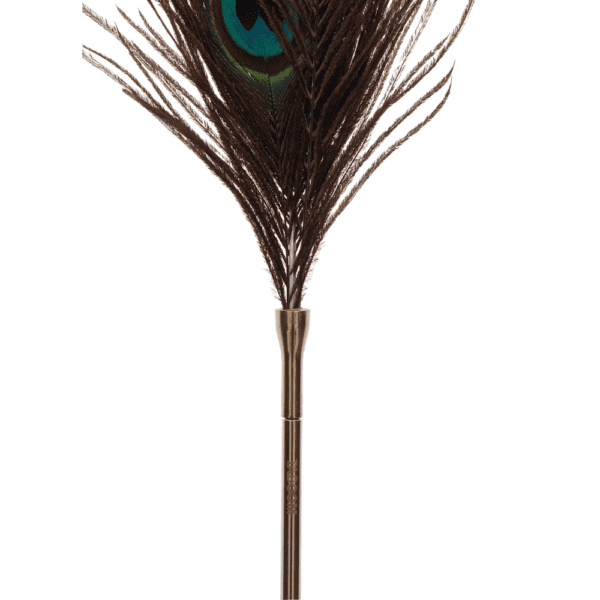 Photo of a peacock feather.