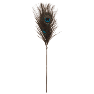 Photo of peacock feather.